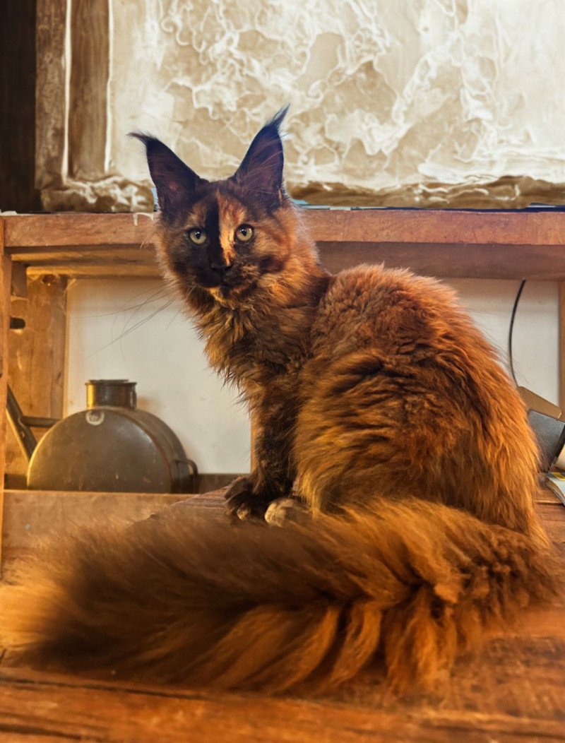 Maceo’s Gône’s Arkánn Femelle Maine coon
