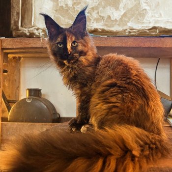 chaton Maine coon black tortie Arkánn Chatterie Maceo’s Gône’s Maine Coons