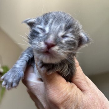 chaton Maine coon blue tabby Artax Chatterie Maceo’s Gône’s Maine Coons chaton Maine coon blue tabby Artax Chatterie Maceo’s Gône’s Maine Coons
