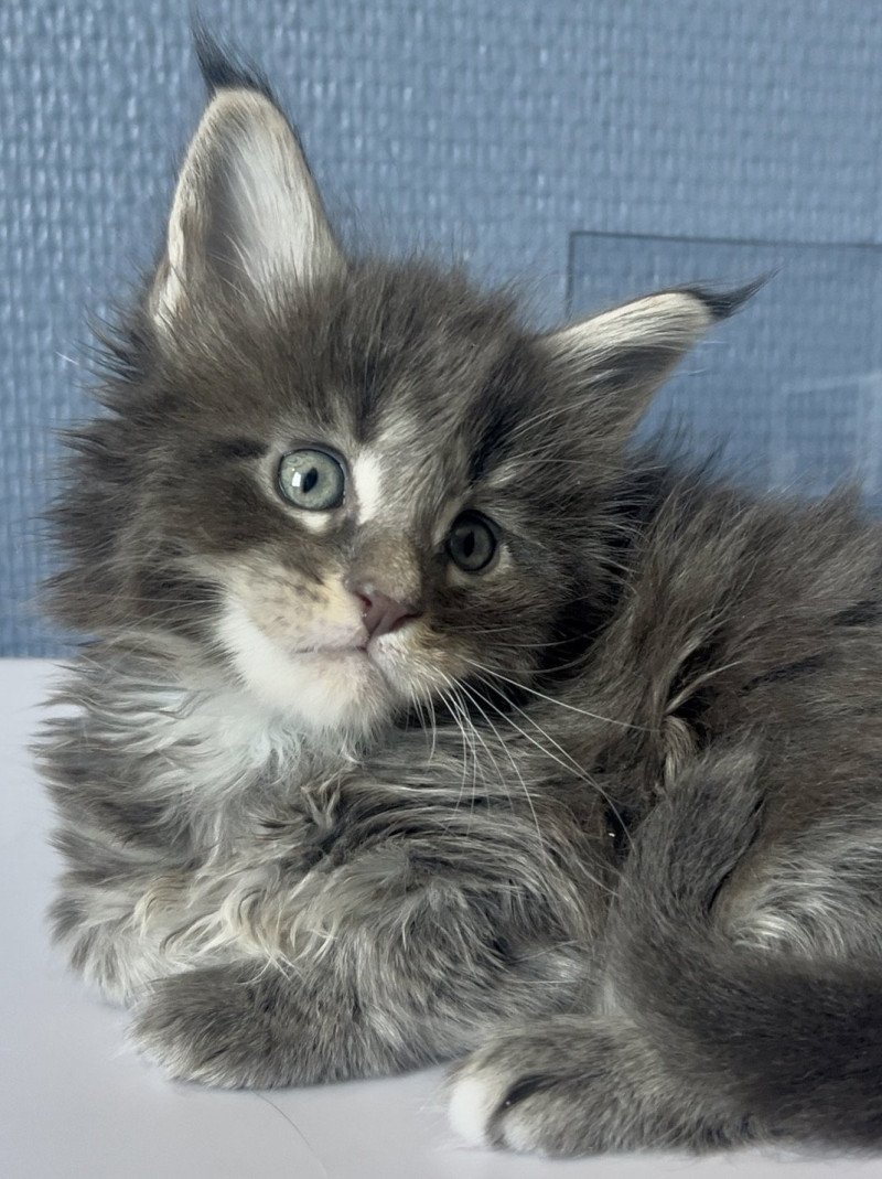 Maceo’s Gône’s Artax Mâle Maine coon Maceo’s Gône’s Artax Mâle Maine coon