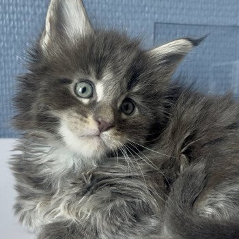 chaton Maine coon blue tabby Artax Chatterie Maceo’s Gône’s Maine Coons chaton Maine coon blue tabby Artax Chatterie Maceo’s Gône’s Maine Coons