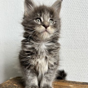 chaton Maine coon blue tabby Artax Chatterie Maceo’s Gône’s Maine Coons chaton Maine coon blue tabby Artax Chatterie Maceo’s Gône’s Maine Coons