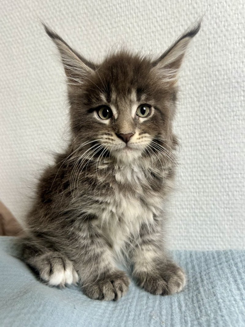 Maceo’s Gône’s Artax Mâle Maine coon Maceo’s Gône’s Artax Mâle Maine coon