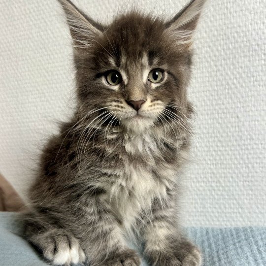 Maceo’s Gône’s Artax Mâle Maine coon