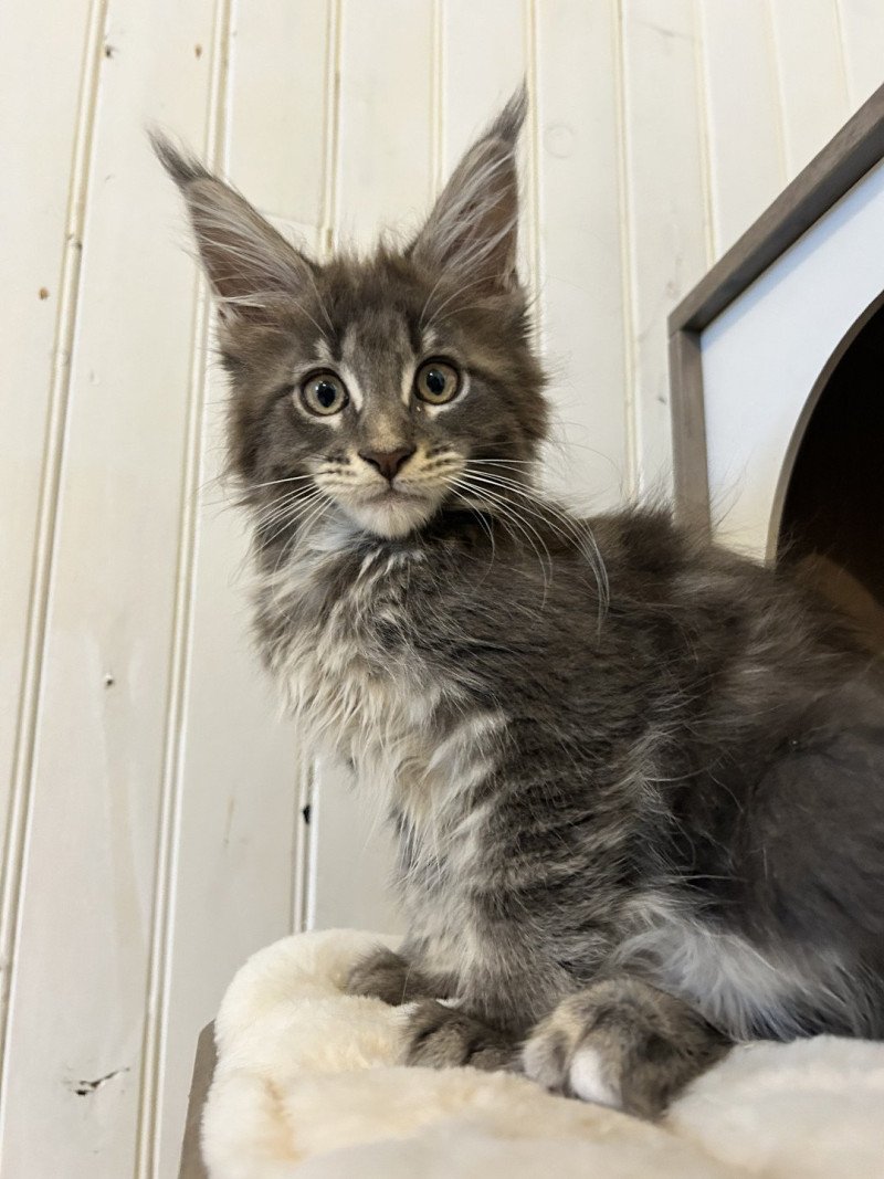 Maceo’s Gône’s Artax Mâle Maine coon