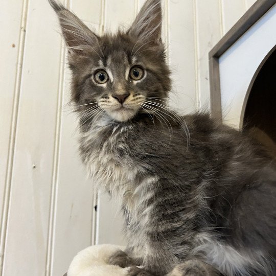 Maceo’s Gône’s Artax Mâle Maine coon