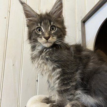 chaton Maine coon blue tabby Artax Chatterie Maceo’s Gône’s Maine Coons