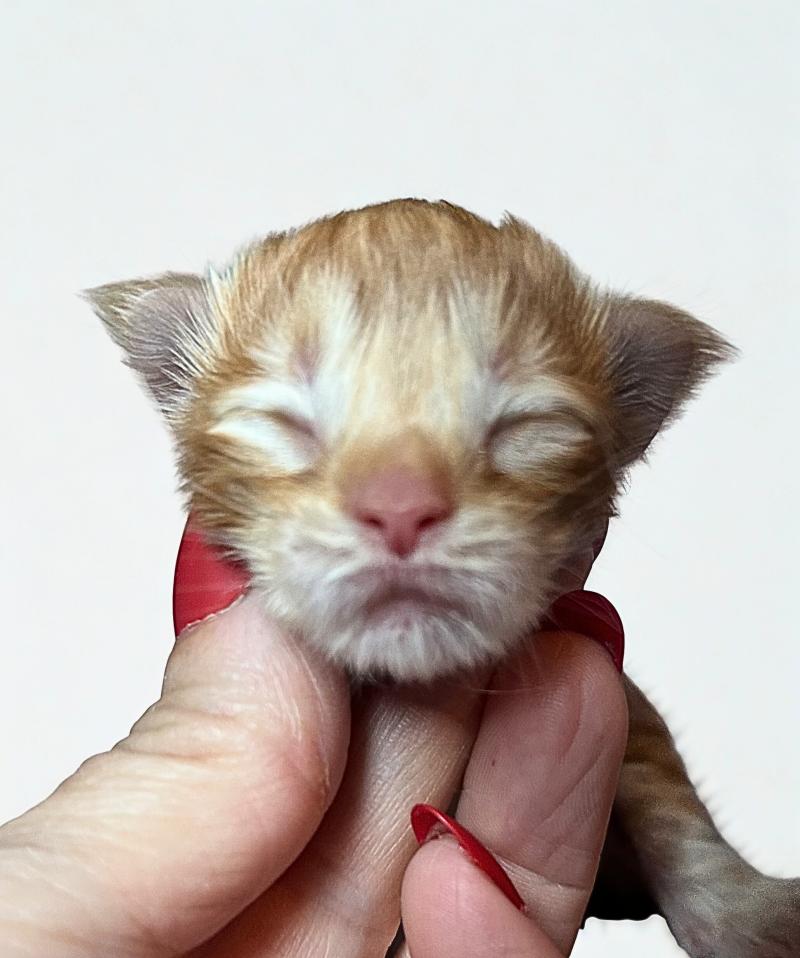 Maceo’s Gône’s Bad Bunny Mâle Maine coon