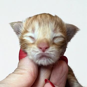 chaton Maine coon red blotched tabby Bad Bunny Chatterie Maceo’s Gône’s Maine Coons