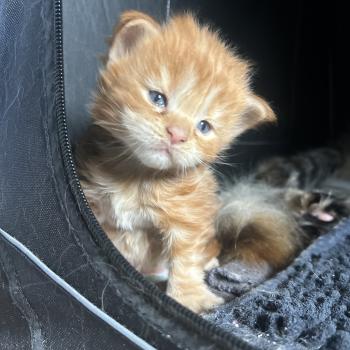 chaton Maine coon red blotched tabby Bad Bunny Chatterie Maceo’s Gône’s Maine Coons