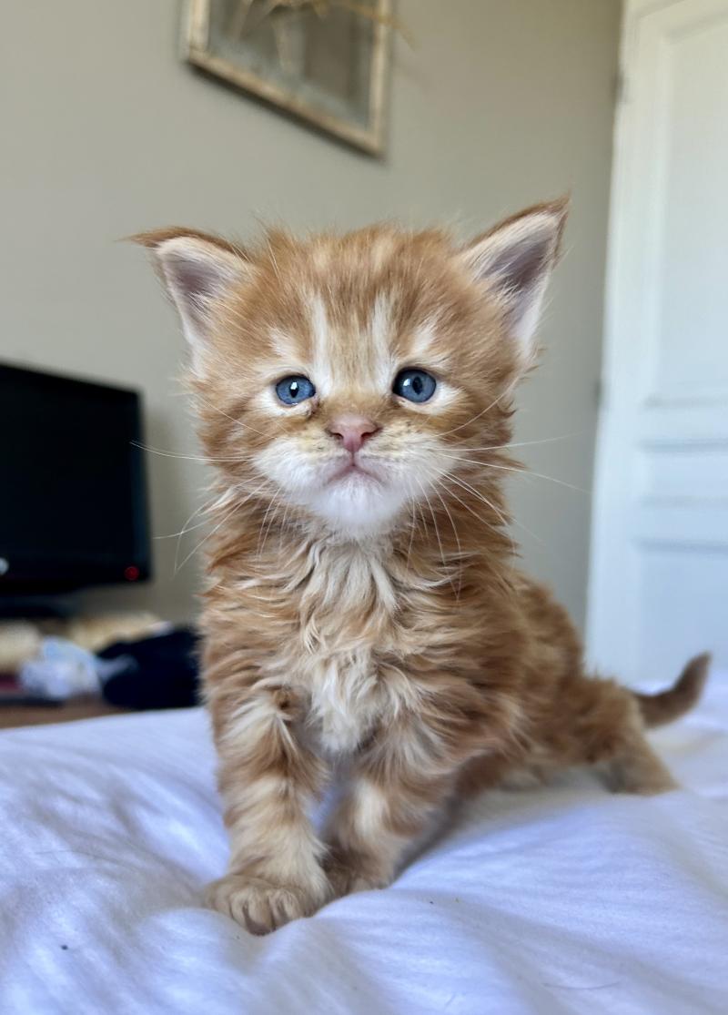 Maceo’s Gône’s Bad Bunny Mâle Maine coon