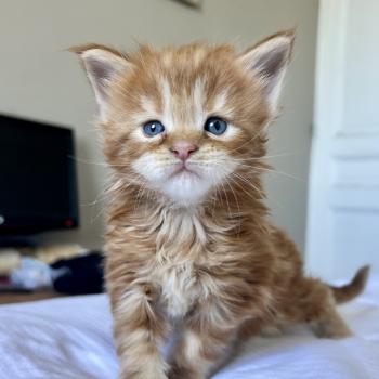 chaton Maine coon red blotched tabby Bad Bunny Chatterie Maceo’s Gône’s Maine Coons