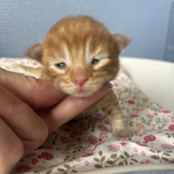 chaton Maine coon red mackerel tabby Barz Chatterie Maceo’s Gône’s Maine Coons