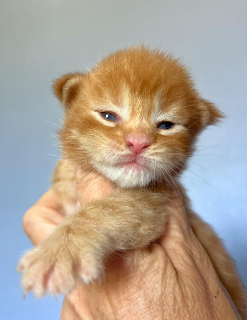 Maceo’s Gône’s Barz Mâle Maine coon