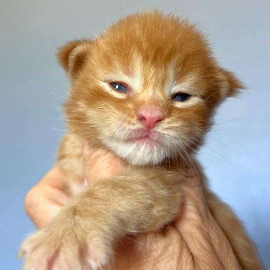 Maceo’s Gône’s Barz Mâle Maine coon