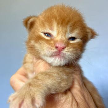 chaton Maine coon red mackerel tabby Barz Chatterie Maceo’s Gône’s Maine Coons