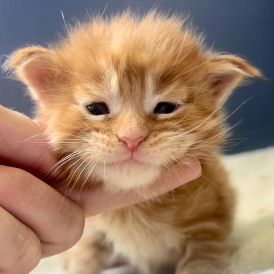 Maceo’s Gône’s Barz Mâle Maine coon