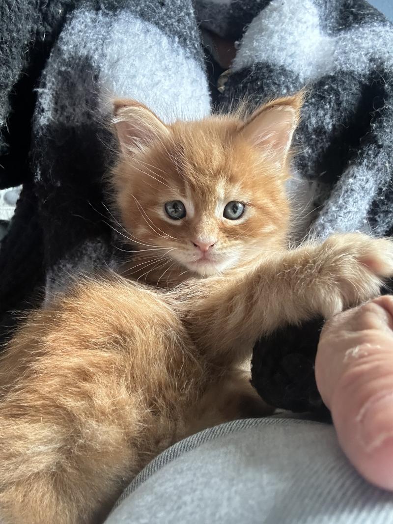 Maceo’s Gône’s Barz Femelle Maine coon