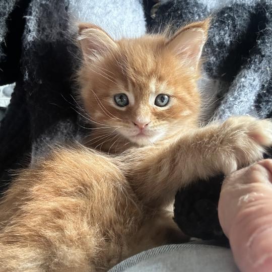 Maceo’s Gône’s Barz Femelle Maine coon