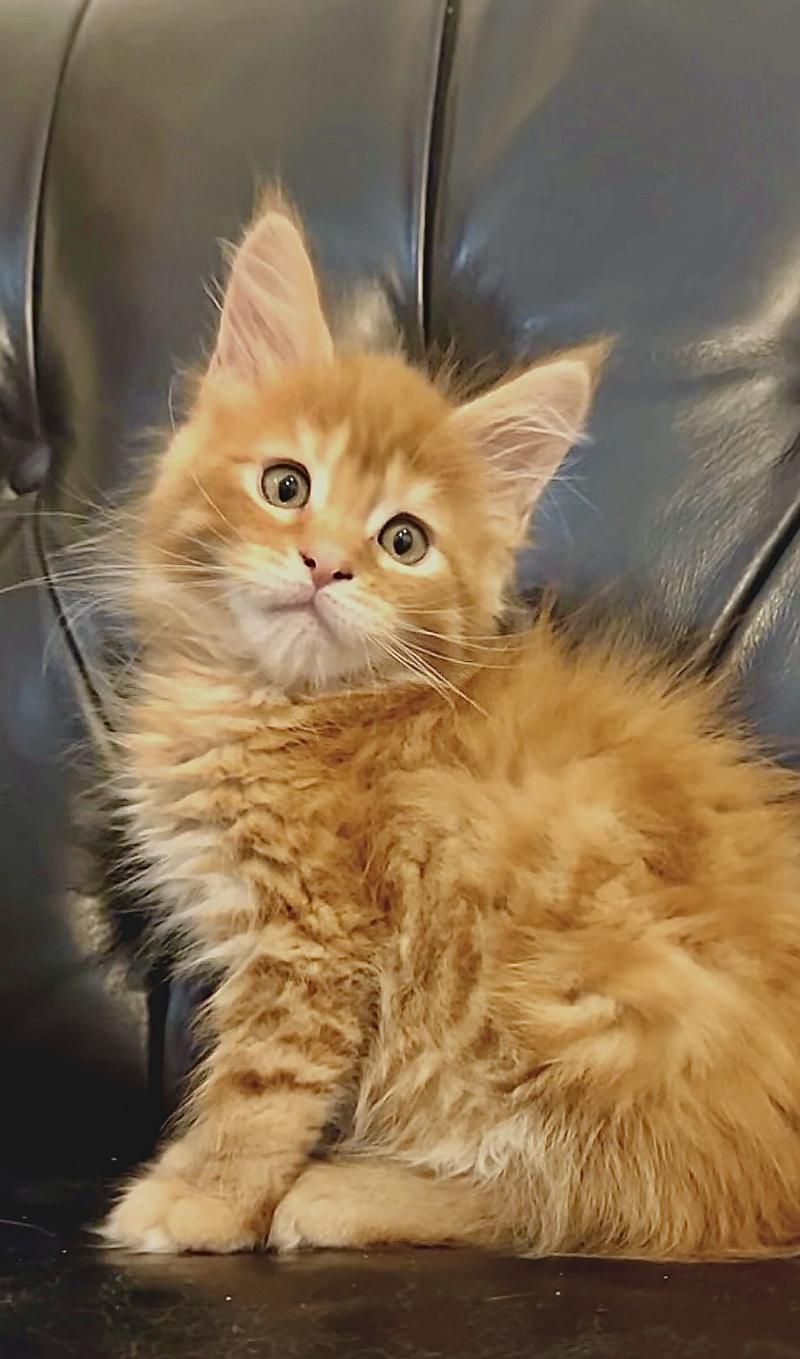Maceo’s Gône’s Babooshka Femelle Maine coon