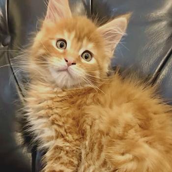 chaton Maine coon red mackerel tabby Barz Chatterie Maceo’s Gône’s Maine Coons