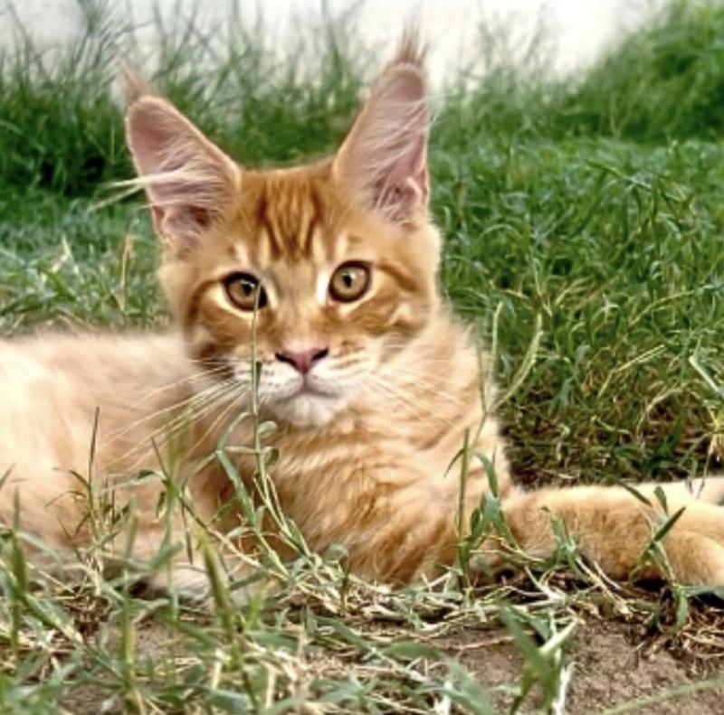 Maceo’s Gône’s Babooshka Femelle Maine coon