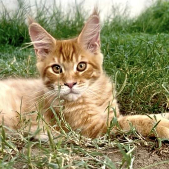 Maceo’s Gône’s Babooshka Femelle Maine coon