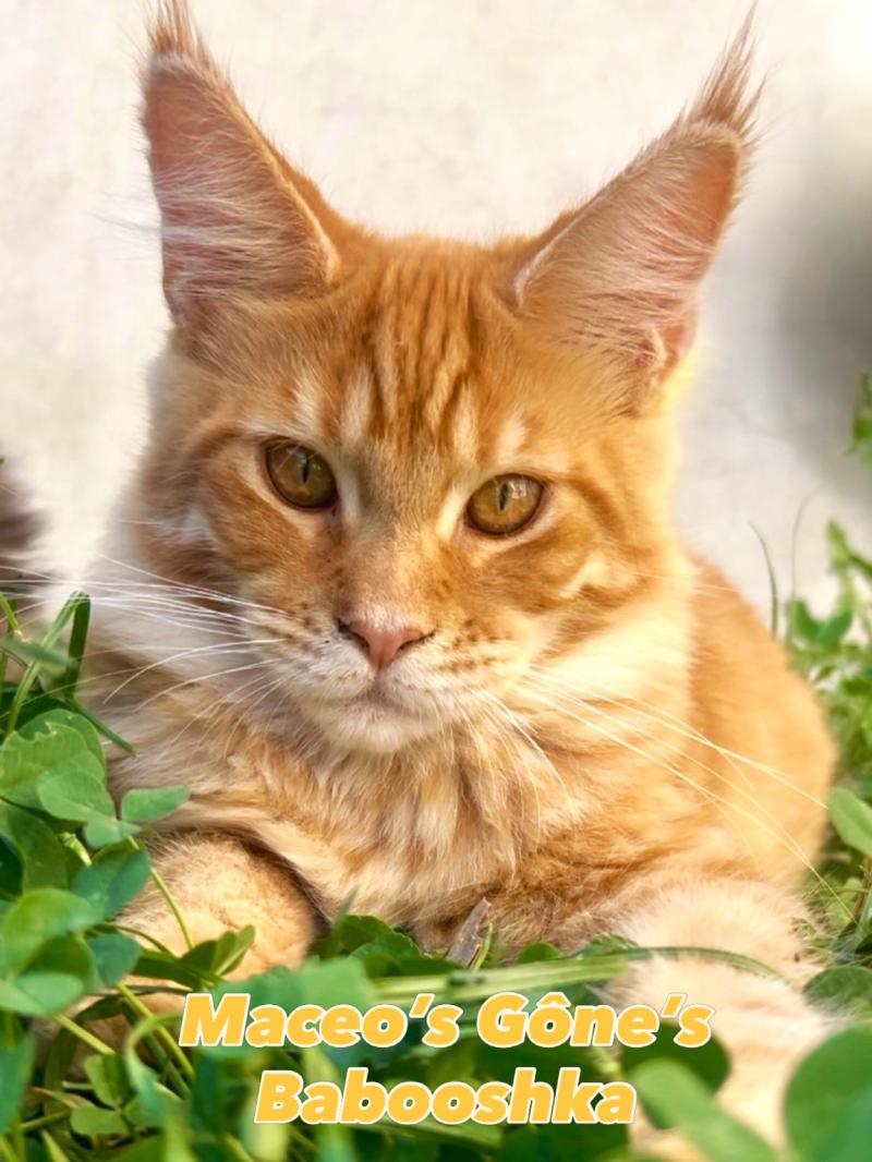 Maceo’s Gône’s Babooshka Femelle Maine coon