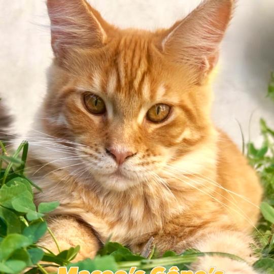 Maceo’s Gône’s Babooshka Femelle Maine coon