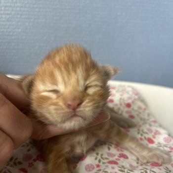 chaton Maine coon red Baxter Chatterie Maceo’s Gône’s Maine Coons