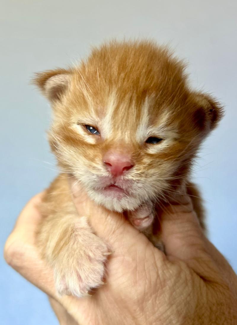Maceo’s Gône’s Baxter Mâle Maine coon