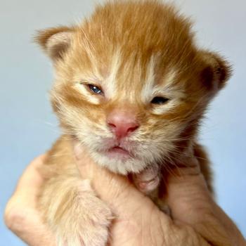 chaton Maine coon red Baxter Chatterie Maceo’s Gône’s Maine Coons