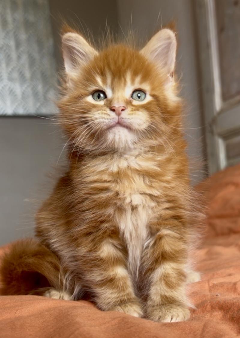 Maceo’s Gône’s Baxter Mâle Maine coon