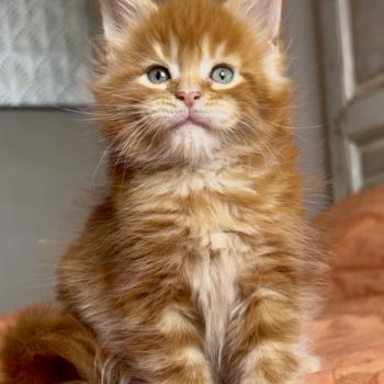 chaton Maine coon red blotched tabby Baxter Chatterie Maceo’s Gône’s Maine Coons