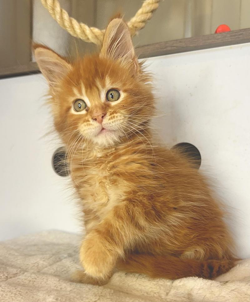 Maceo’s Gône’s B’Shiro Mâle Maine coon