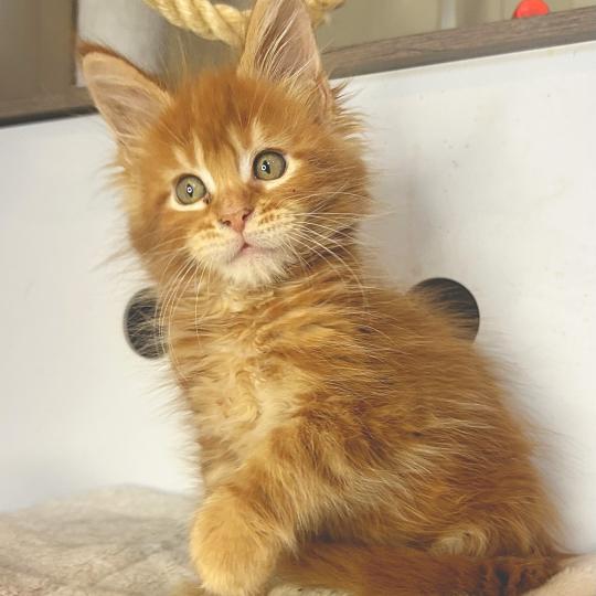 Maceo’s Gône’s Baxter Mâle Maine coon
