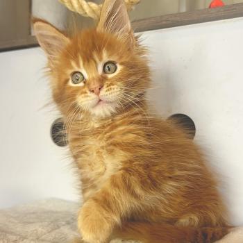 chaton Maine coon red blotched tabby Baxter Chatterie Maceo’s Gône’s Maine Coons