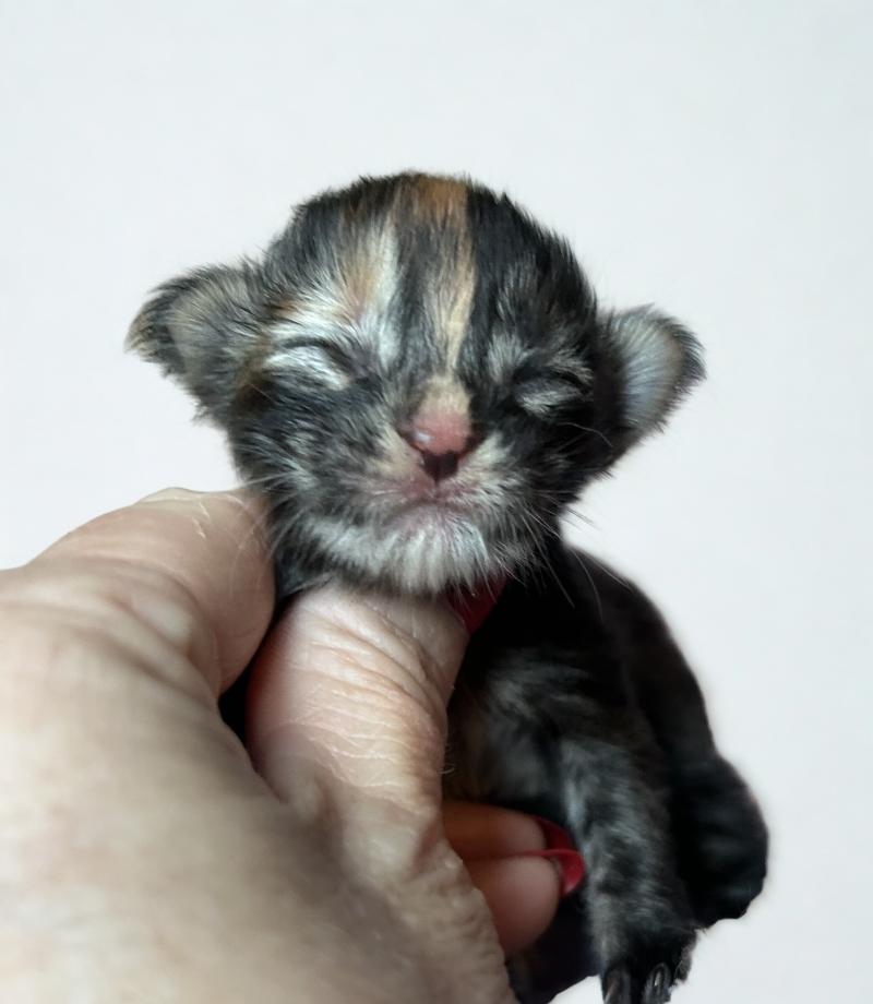 Maceo’s Gône’s Bellatrix Femelle Maine coon