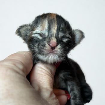 chaton Maine coon brown tortie blotched tabby Bellatrix Chatterie Maceo’s Gône’s Maine Coons