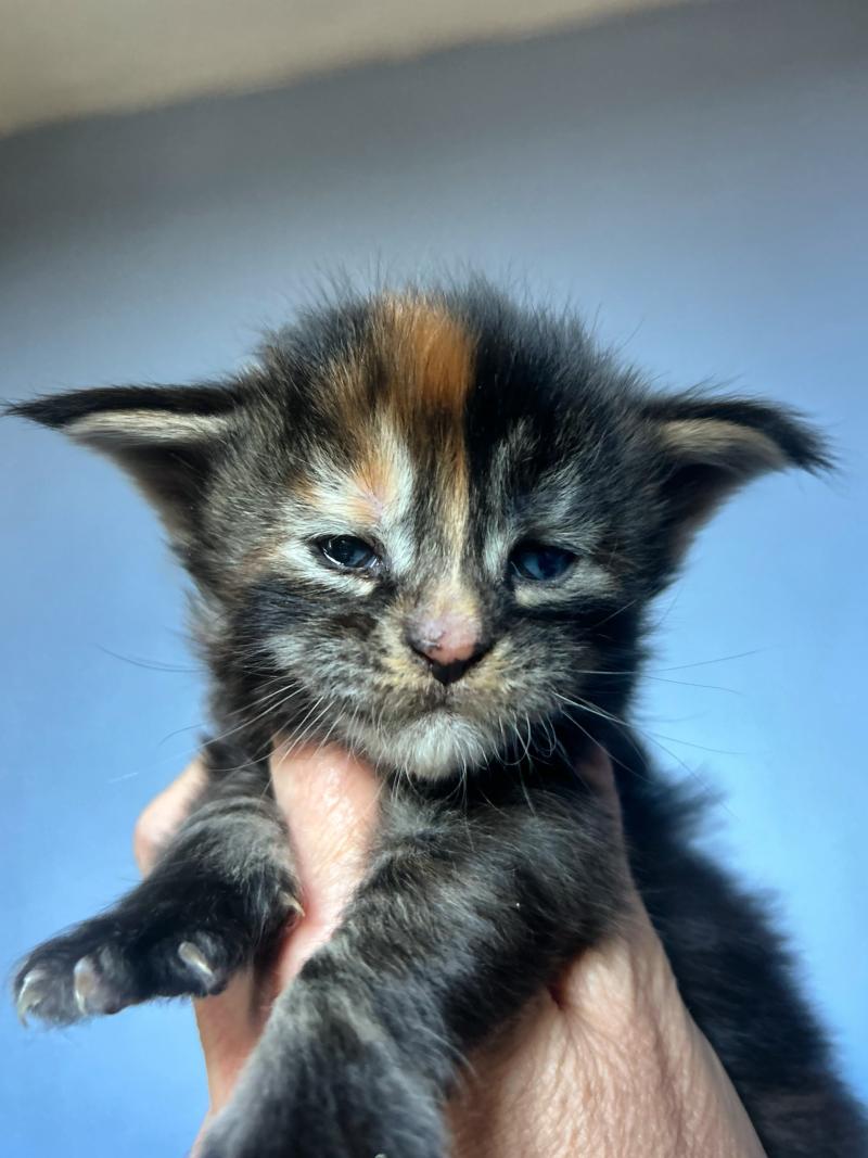 Maceo’s Gône’s Bellatrix Sidé Femelle Maine coon