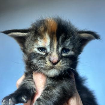 chaton Maine coon brown tortie blotched tabby Bellatrix Chatterie Maceo’s Gône’s Maine Coons