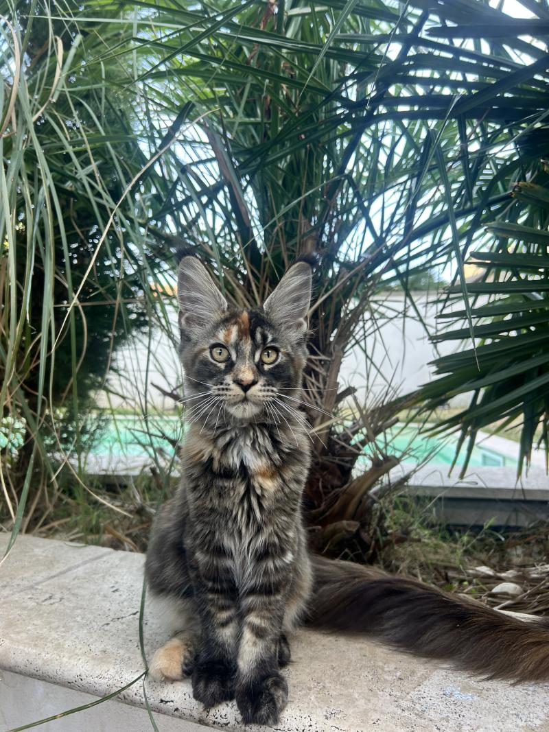 Maceo’s Gône’s Bellatrix Sidé Femelle Maine coon