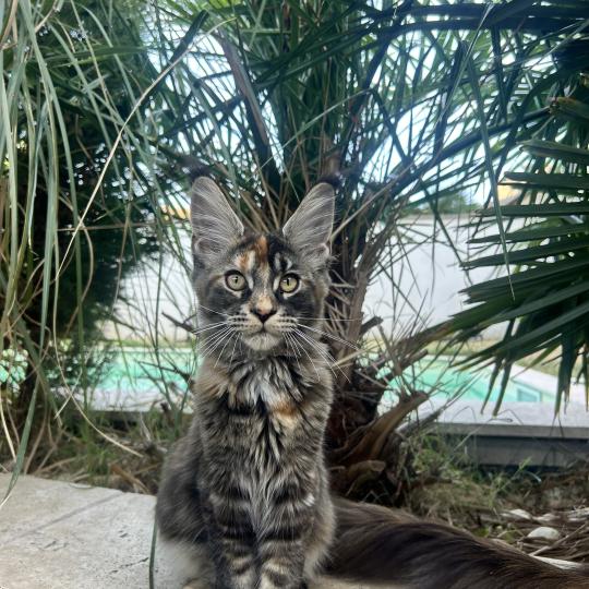 Maceo’s Gône’s Bellatrix Sidé Femelle Maine coon