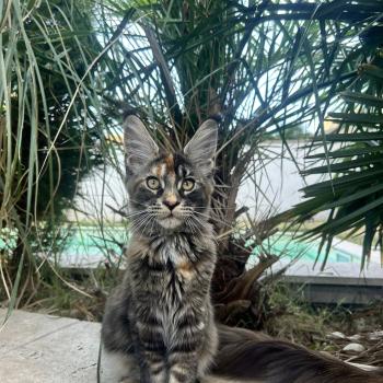 chaton Maine coon brown tortie blotched tabby Bellatrix Sidé Chatterie Maceo’s Gône’s Maine Coons