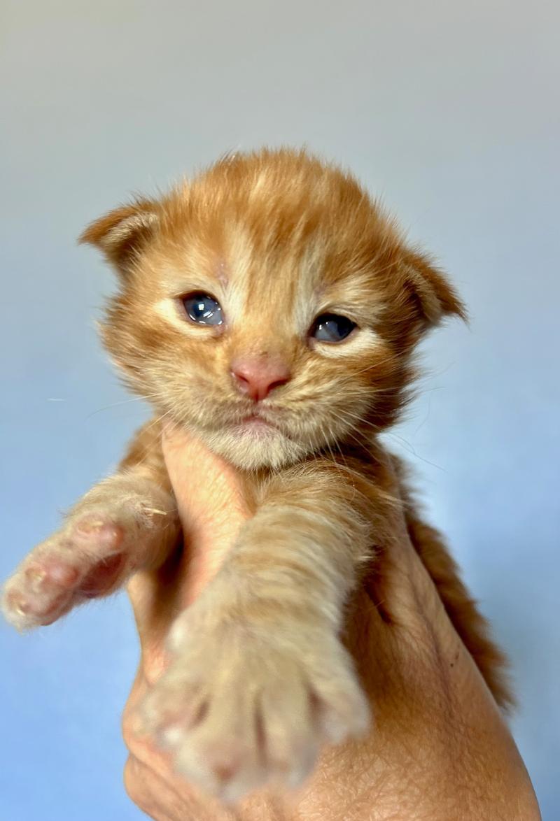 Maceo’s Gône’s Bender Mâle Maine coon
