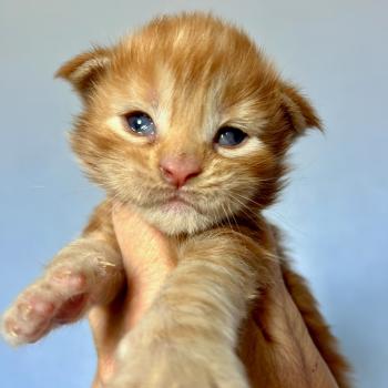 chaton Maine coon red Bender Chatterie Maceo’s Gône’s Maine Coons