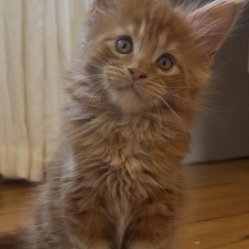 chaton Maine coon red Bender Chatterie Maceo’s Gône’s Maine Coons