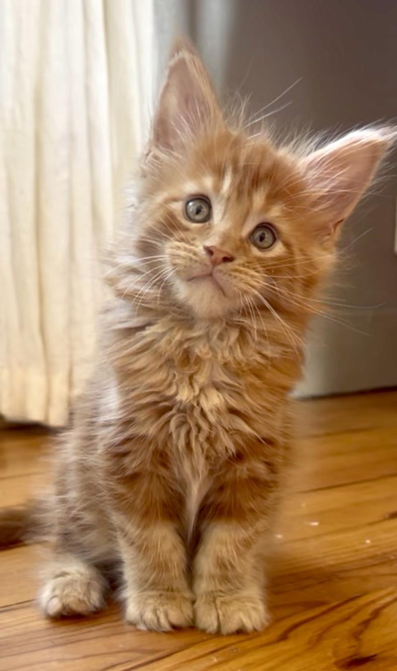 Maceo’s Gône’s Bender Mâle Maine coon