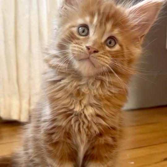Maceo’s Gône’s Bender Mâle Maine coon