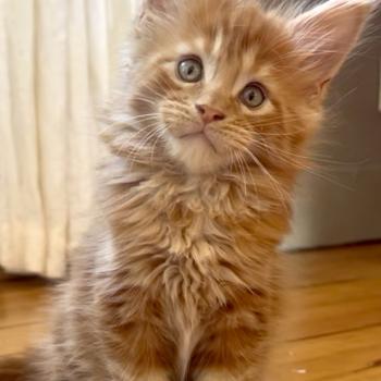 chaton Maine coon red Bender Chatterie Maceo’s Gône’s Maine Coons